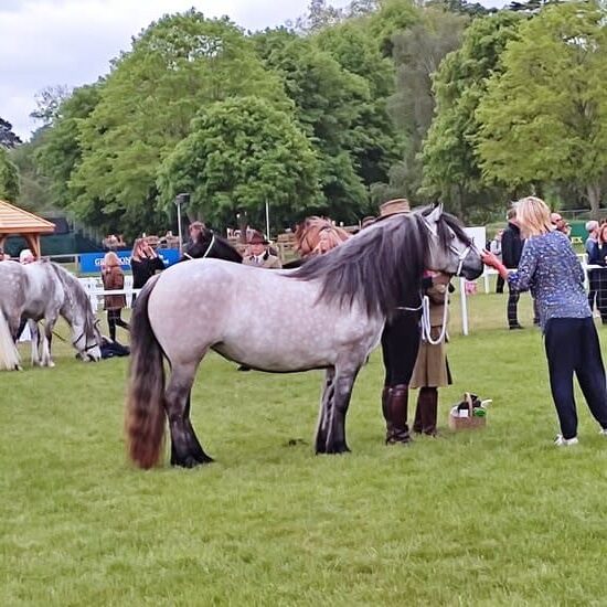 Pony showing