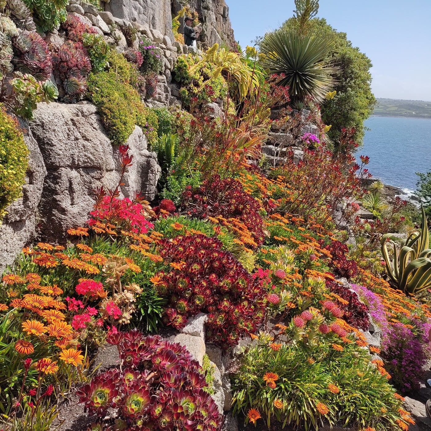 Flowers in Rock Garden on St. Michael's Mount