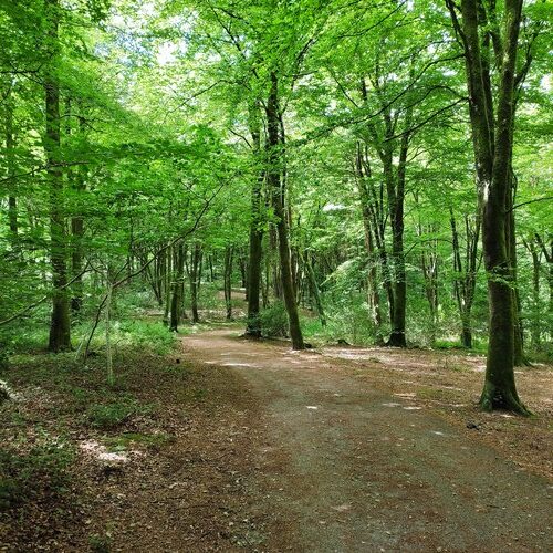 Path through woods with sun shining trough trees on path from Bodmin to Lanhydrock