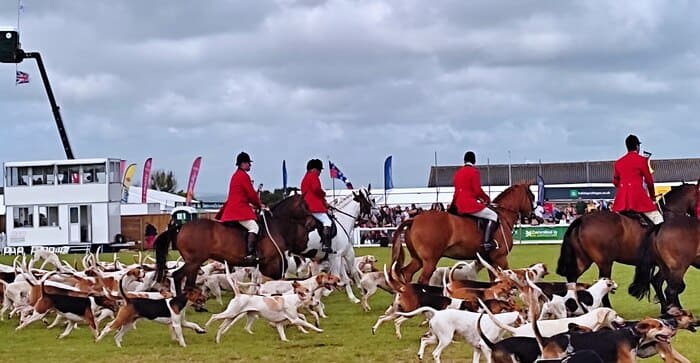 Hunting hounds at Royal Cornwall Show