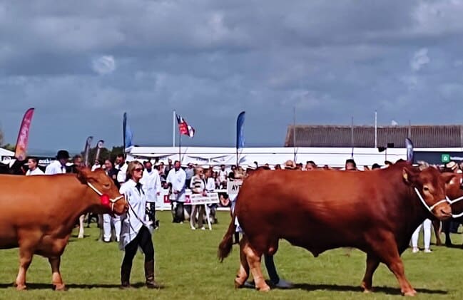 Cattle Parade at Royal Cornwall Show
