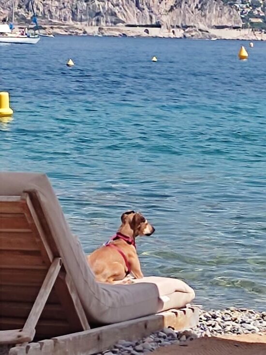 Small dog on sun lounger