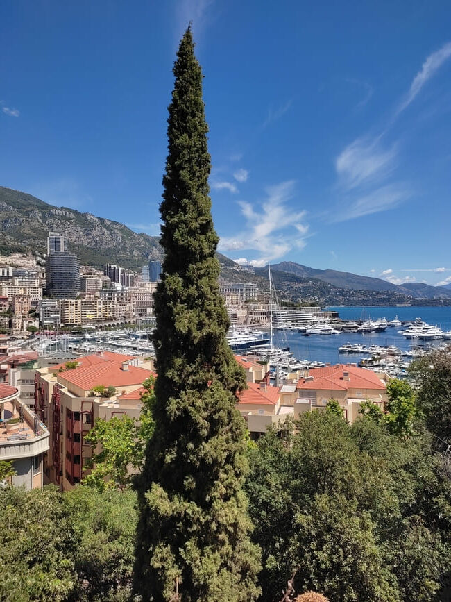 Port of Monaco with tree in foreground
