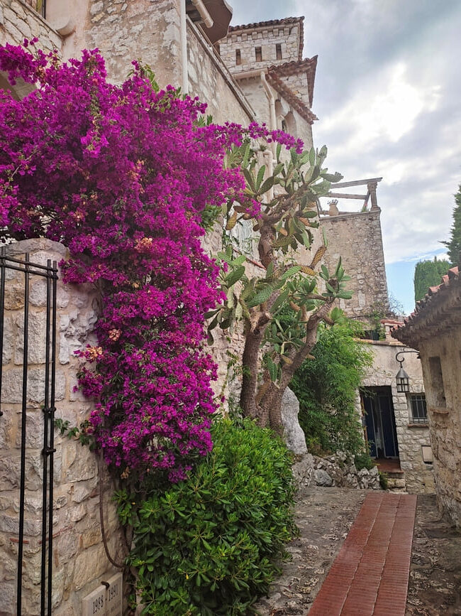 Narrow alley with old houses and bright purple flowers growing on wall