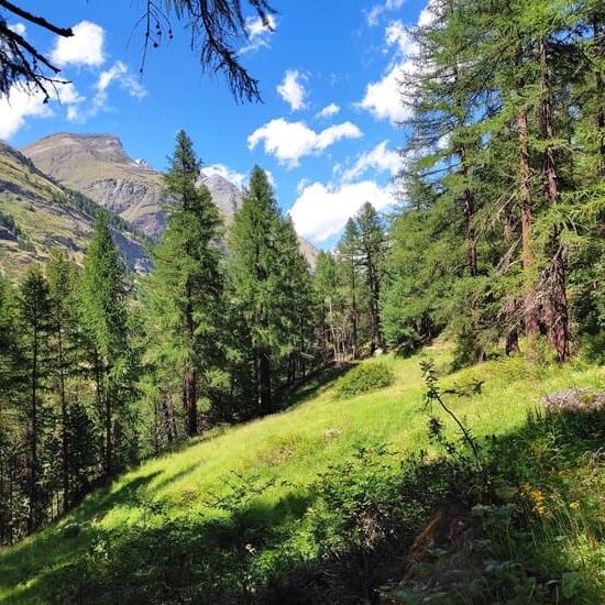 Lush mountain meadow and evergreen trees in summer