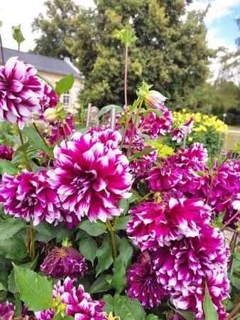 Pink and purple flowers