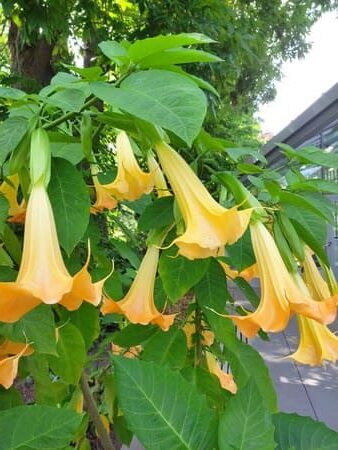 Bellshaped yellow flowers