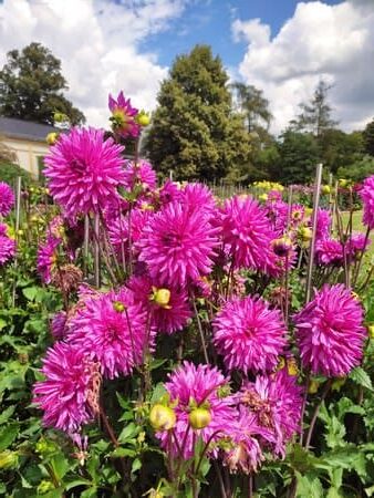 Bright purple flowers, Palmengarten Frankfurt