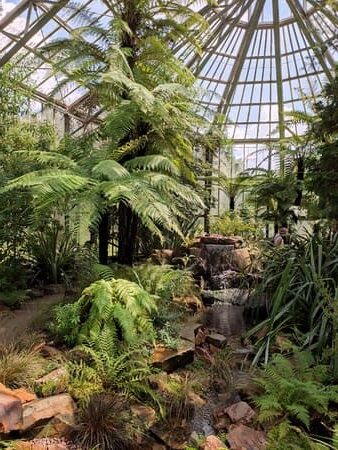 Inside of tall green house with palm trees and ferns