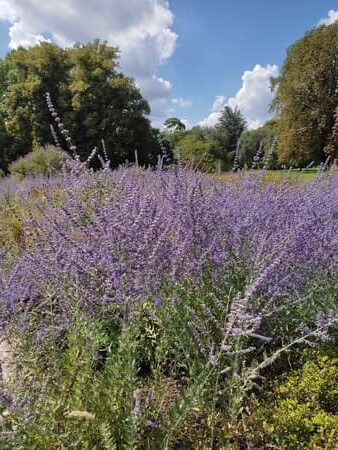 Meadow with lavender growing on it and trees in background