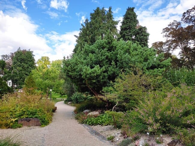 Sandy path through diverse trees in park