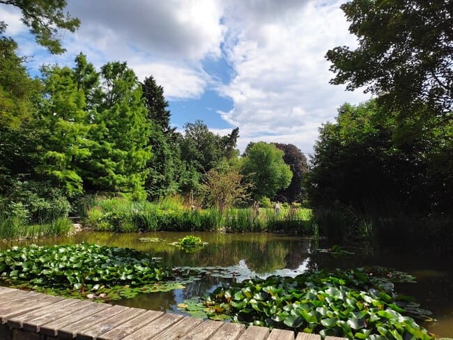 Pond with water lilies, surrounded by trees, Palmengarten