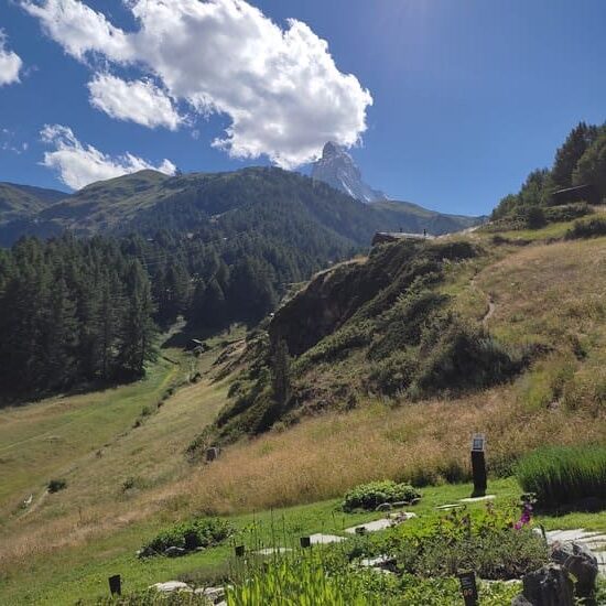 Small Herb Garden on mountain side with Matterhorn in background