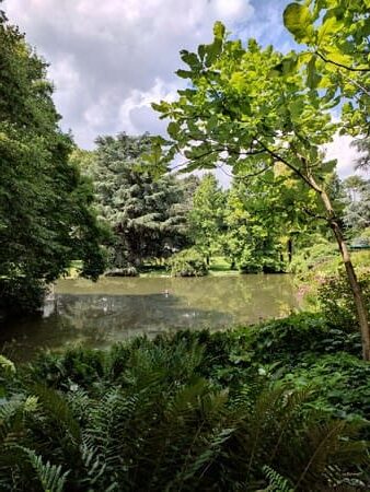 Small shady pond with ferns growing next to it