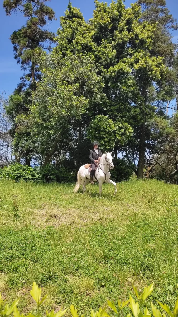 Lusitano Horse at Quinta do Pico da Cruz