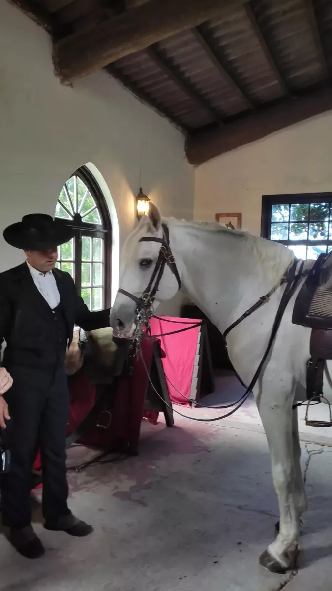 White Lusitano Horse in Stable, Azores