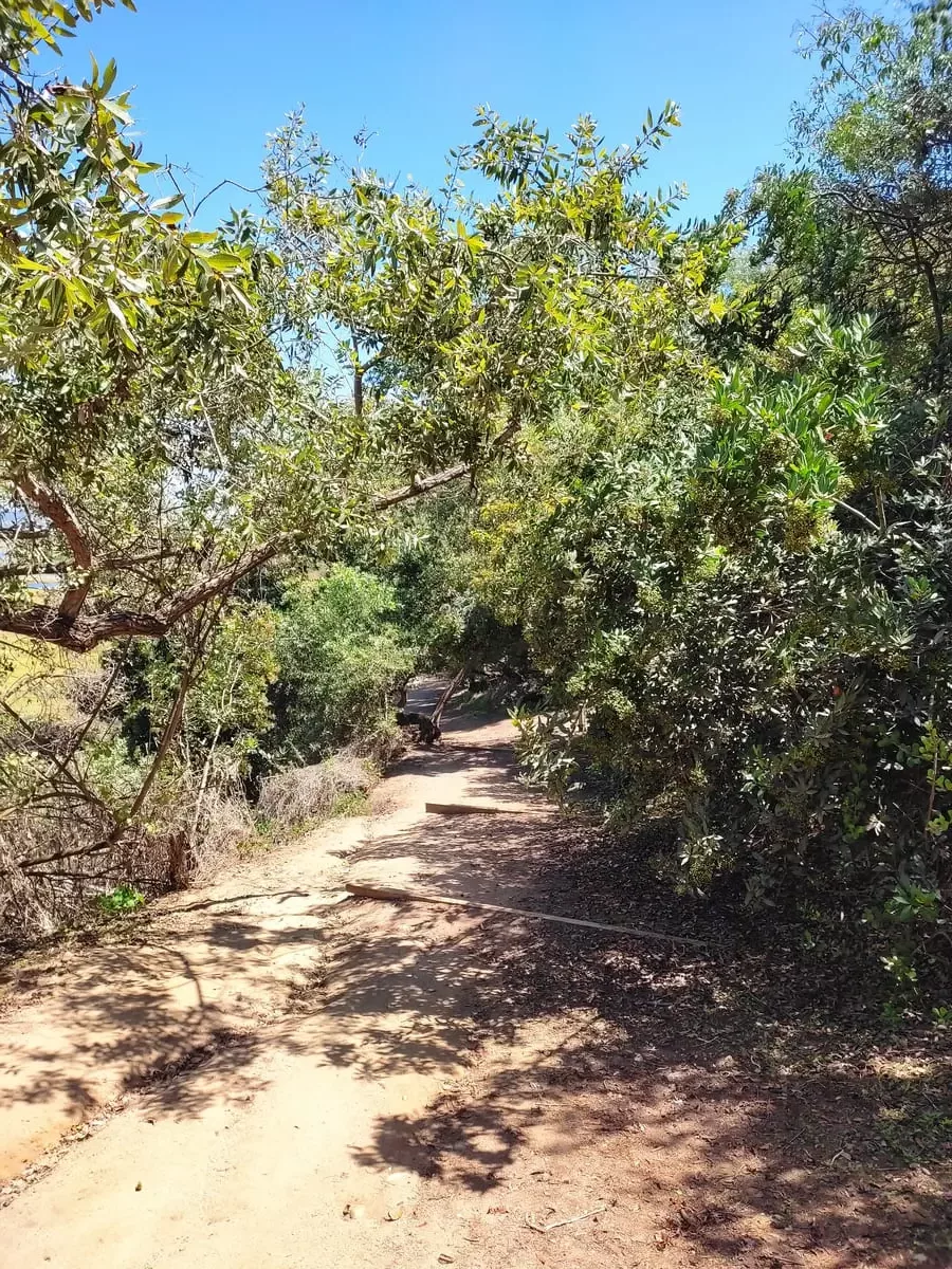 Sandy path in sunshine with overhanging trees and bushes
