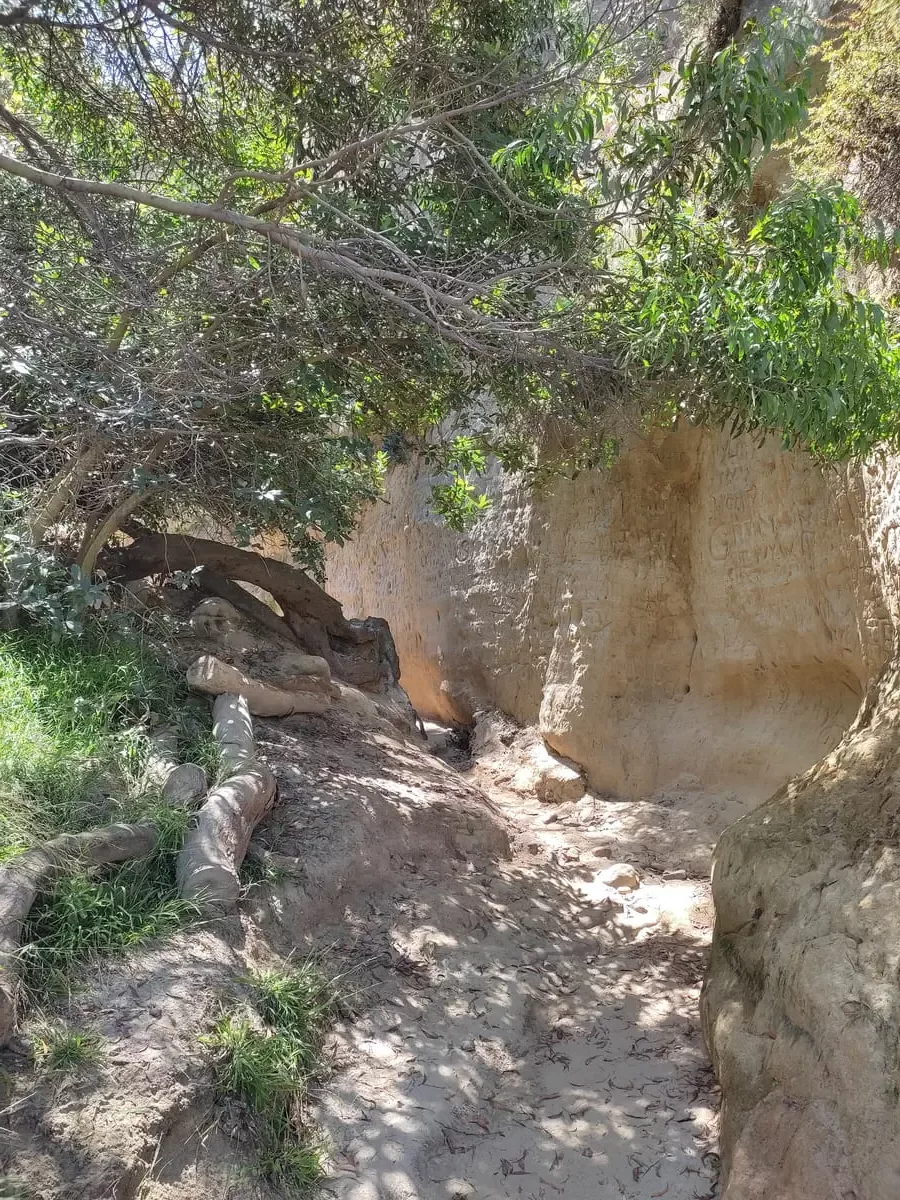 8Slot Canyon start At the beginning of the trail into the slot canyon you will have to squeeze by tree roots