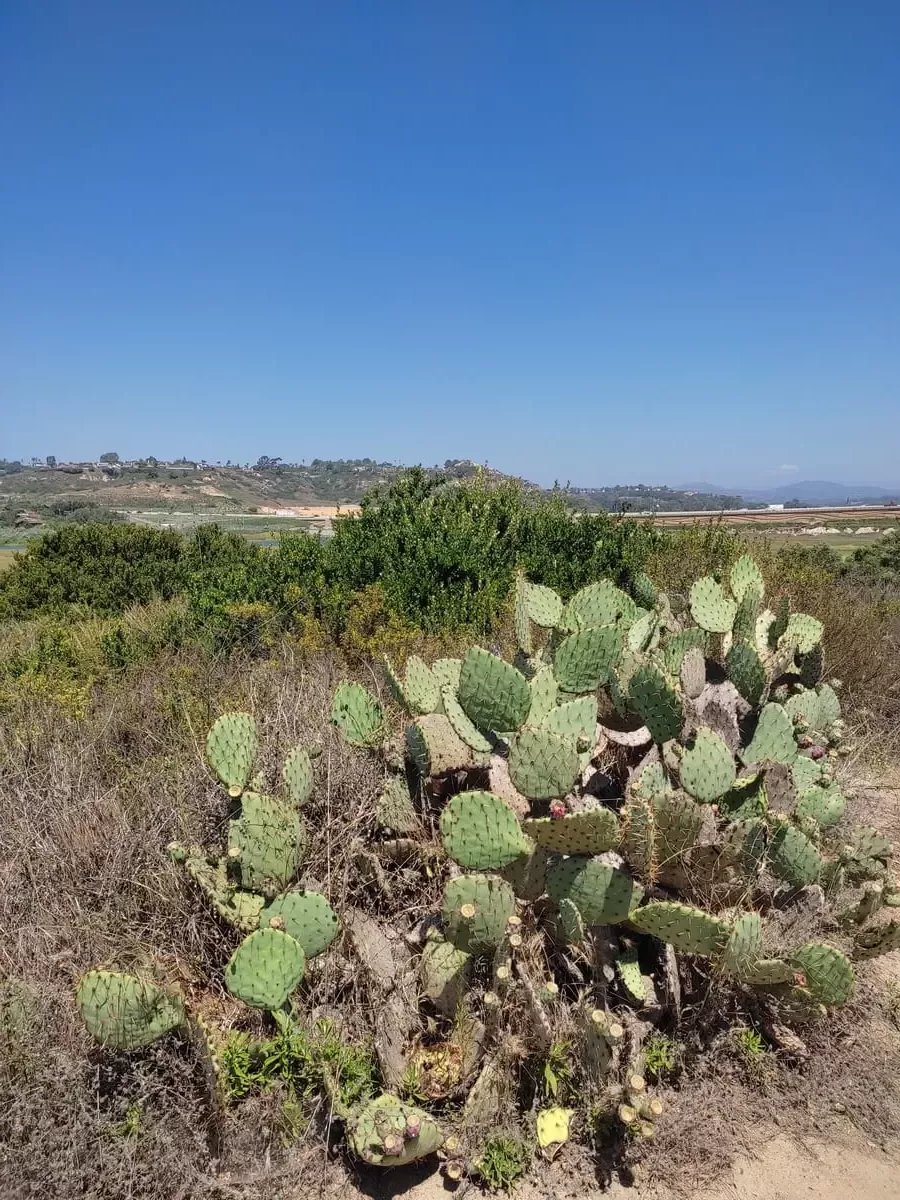 Next to the trail you will find native brush and large cacti