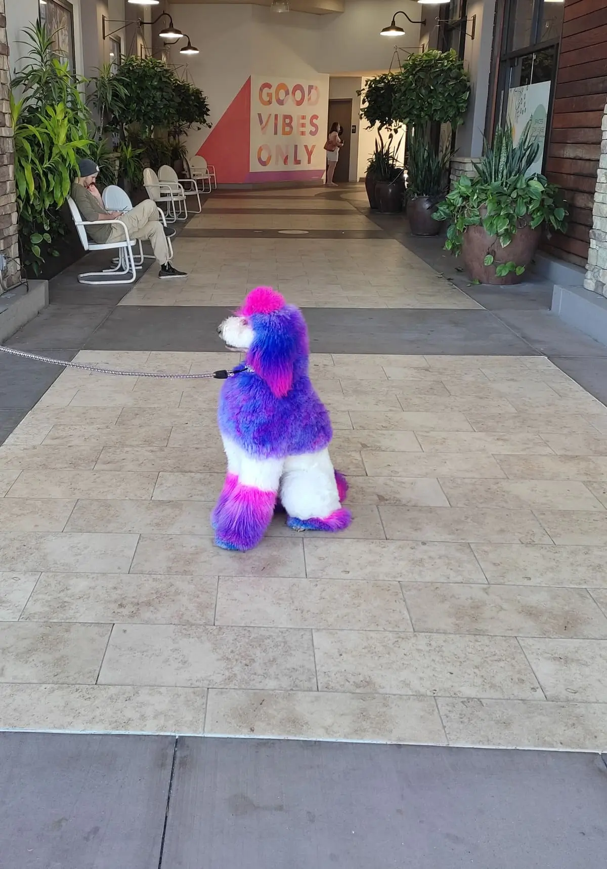 Large well-groomed poodle with pink, purple and blue fur at an outdoor mall