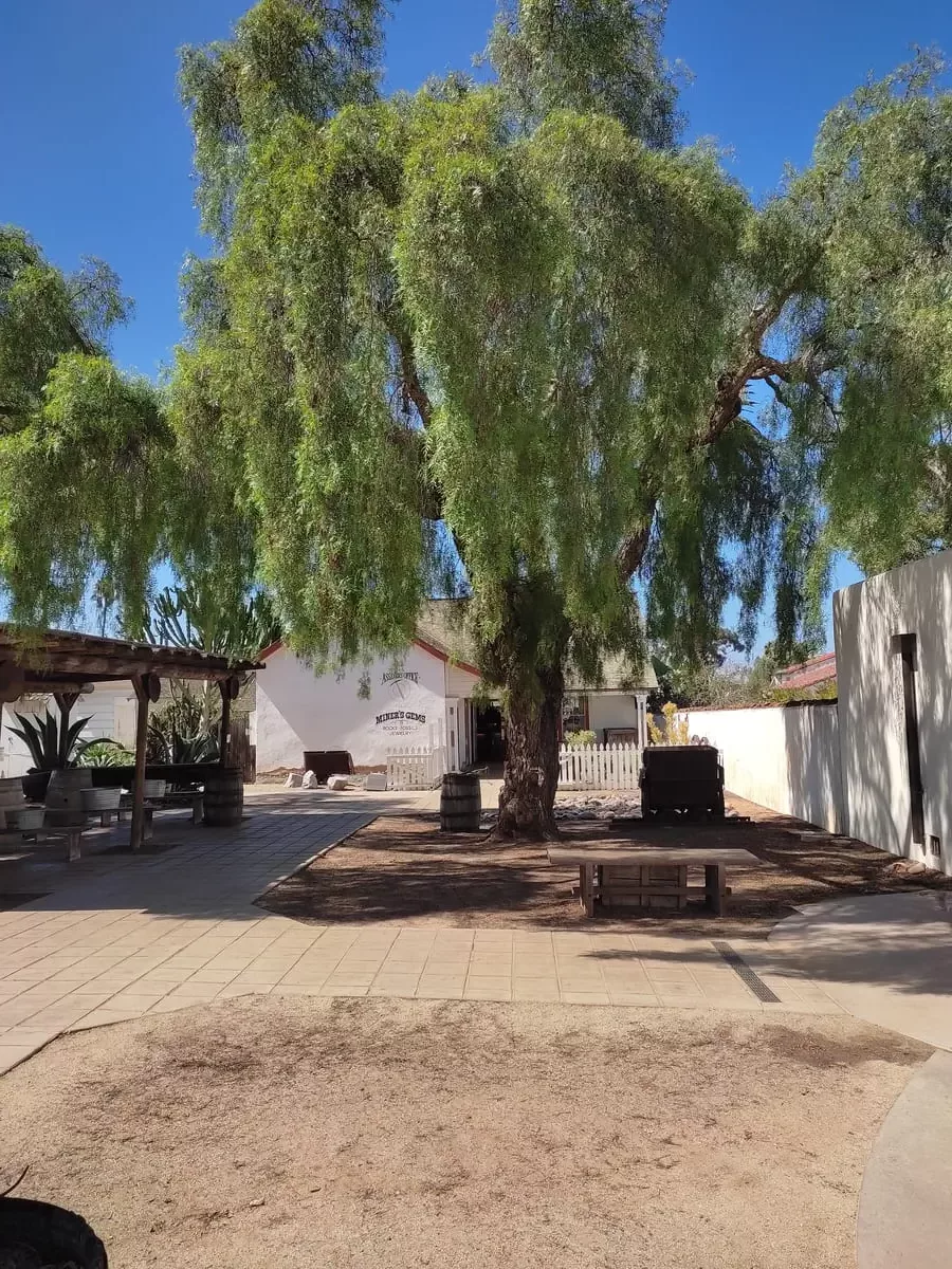 A courtyard with benches is shaded by a large tree. In the background is a low white building selling gems and fossils