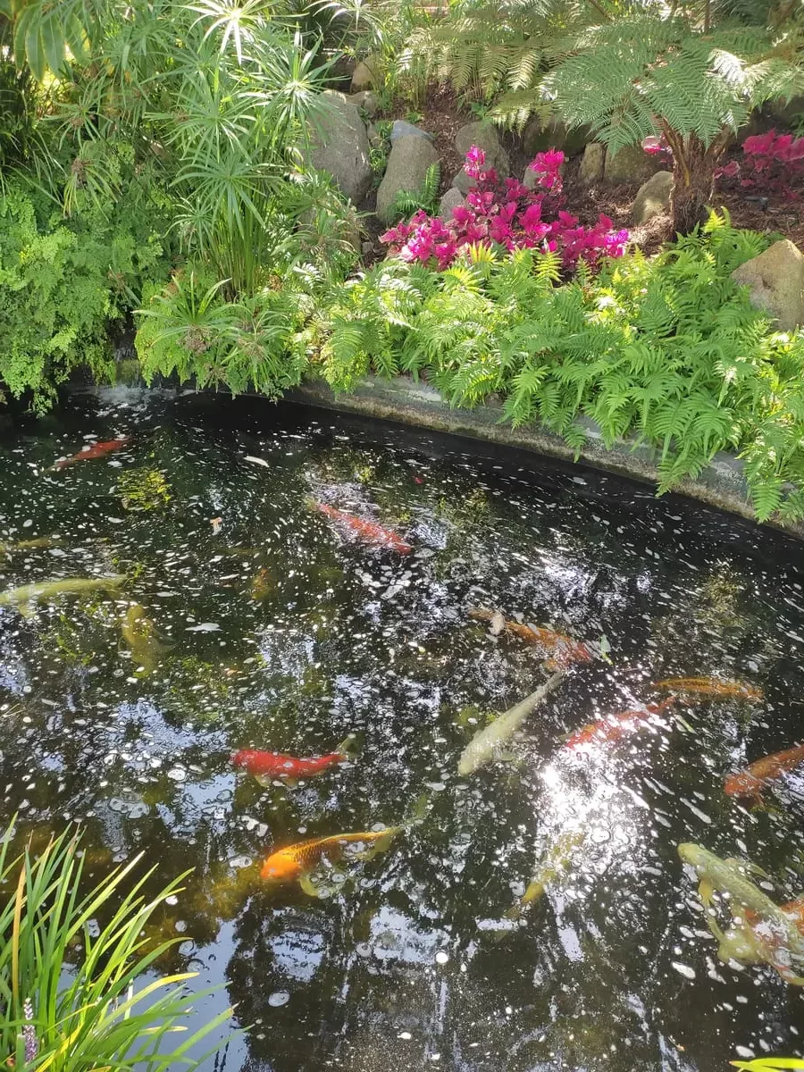 Small pond with colorful koi fish surrounded by ferns