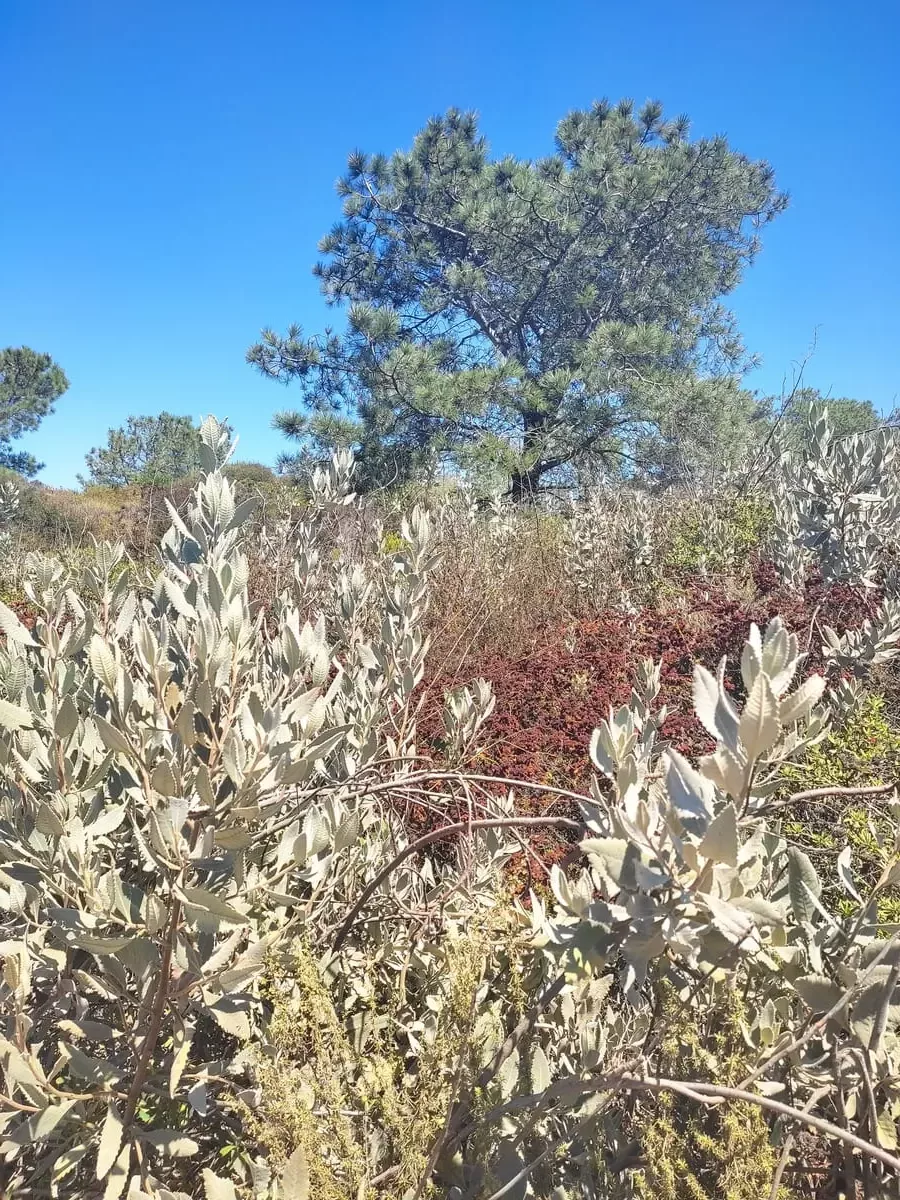 Native plants and pine tree at Torrey Pines State Reserve