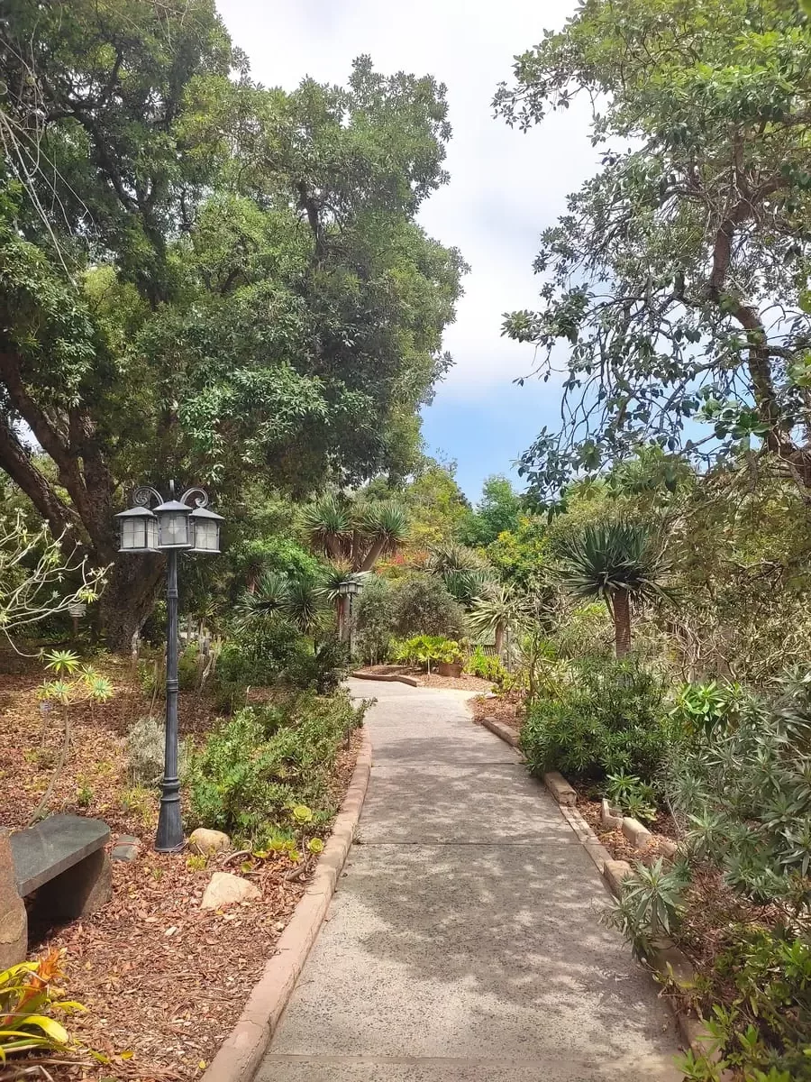 A path leads through the San Diego Botanic Garden with smaller palm trees on the side.