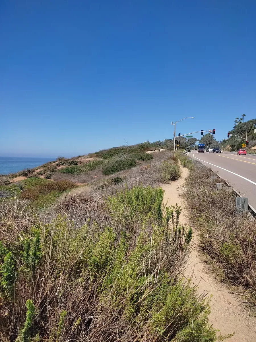 Narrow trail through native vegetation next to 101 between Torrey Pines and Del Mar