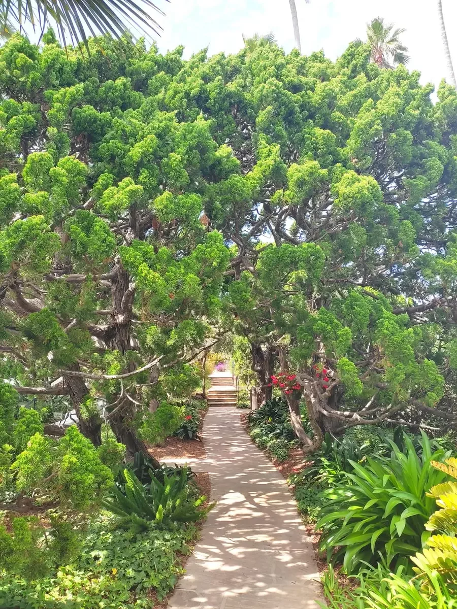 An empty path leads deeper into the Meditation Gardens in Encinitas. On the sides gnarly trees and smaller plants give it a fairy-tale look.