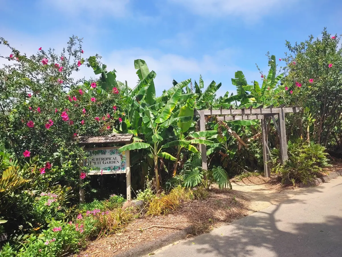 The colorful sign for the Subtropical Fruit Garden is almost overgrown by a plant with large pink flowers. A path leads to a tunnel through banana and other fruit trees