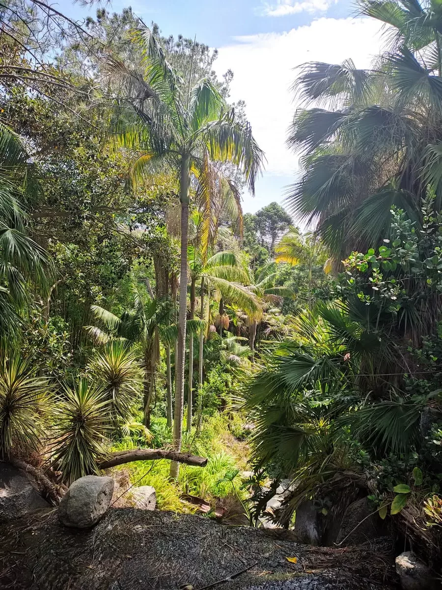 Tall palm trees and smaller plants form a jungle landscape