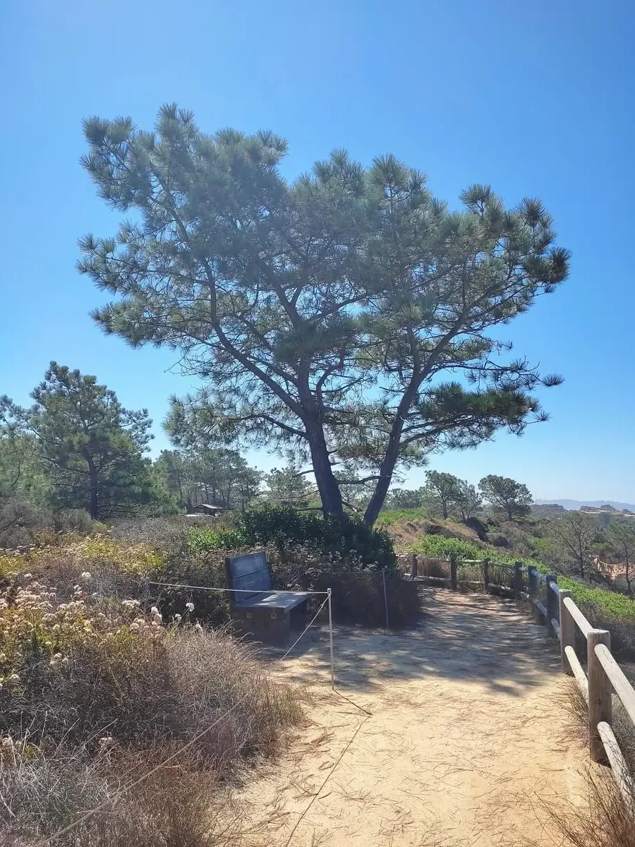 Sandy path in sunshine with overhanging trees and bushes