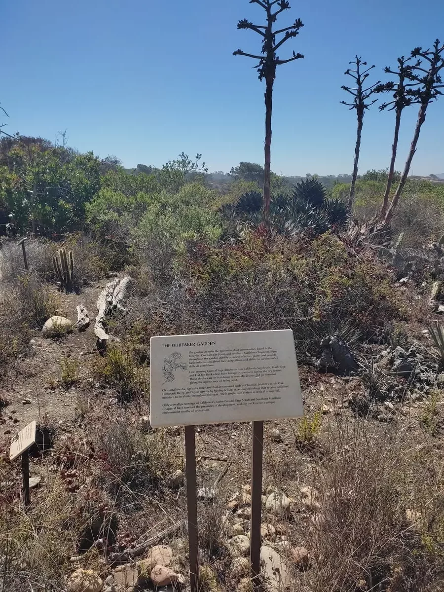 Whitaker Garden at Torrey Pines with native plants and educational signage