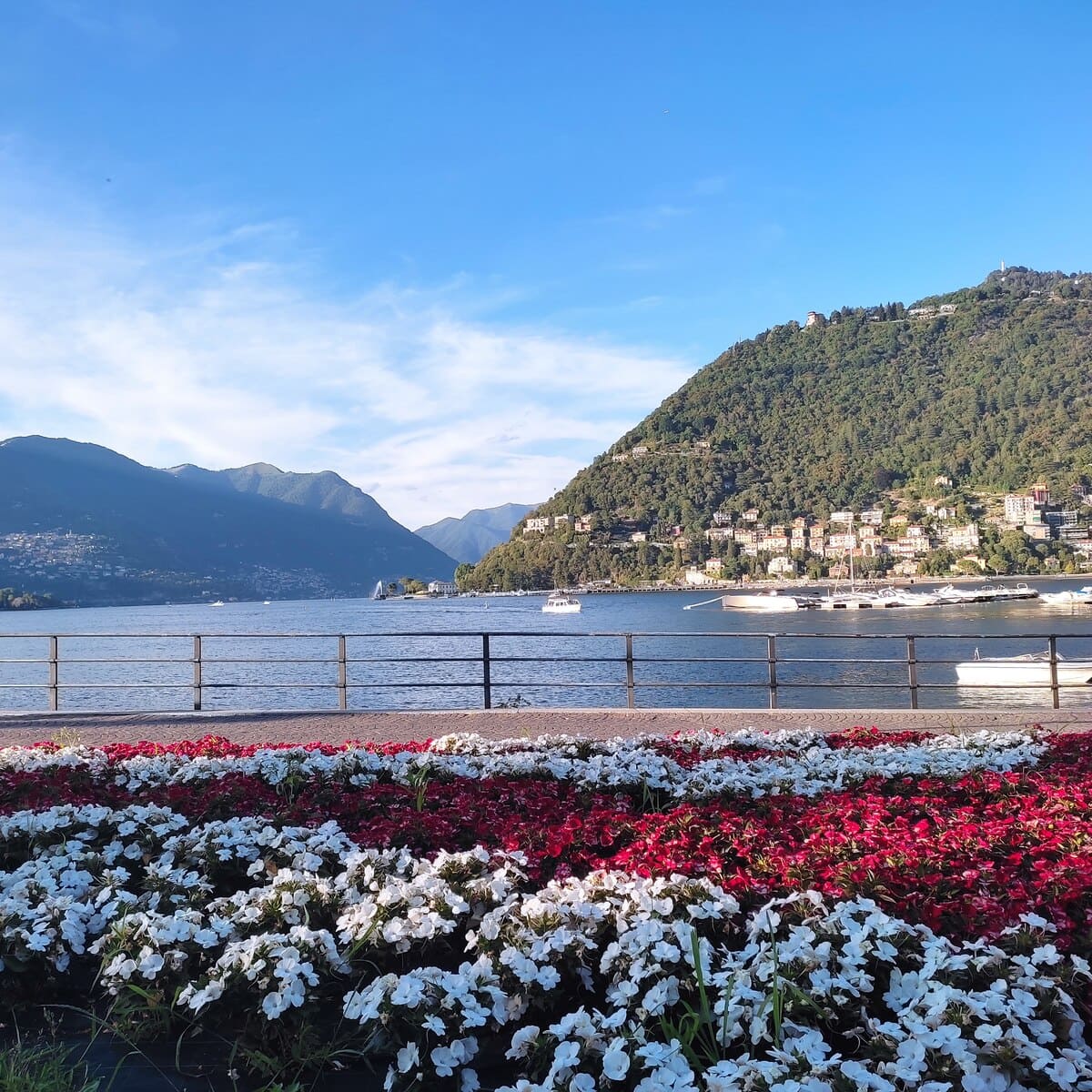 White and pink flowers in the foreground of glittering Lake Como surrounded by wooded hills and mountains