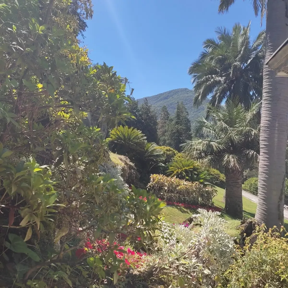 The gardens of Villa Melzi with sweeping lawns, shrubs, palm trees and pink blossoms are a highlight of a visit to Bellagio.