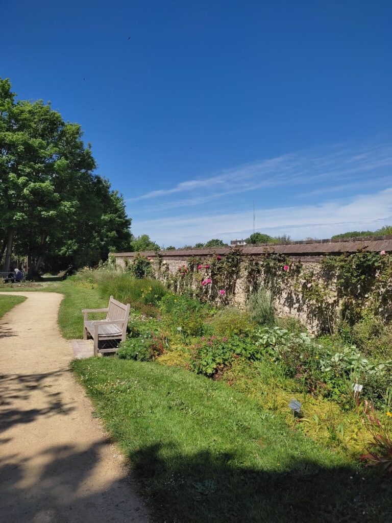 Park with bench and wall overgrown with rose bushes