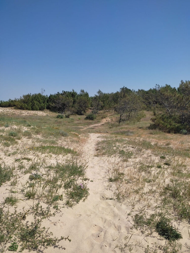 Path along dunes with sparse grass and trees