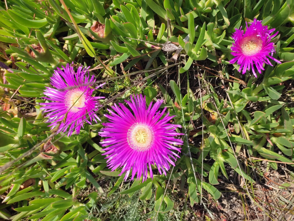 Purple flowers with yellow centers near beach in Soulac