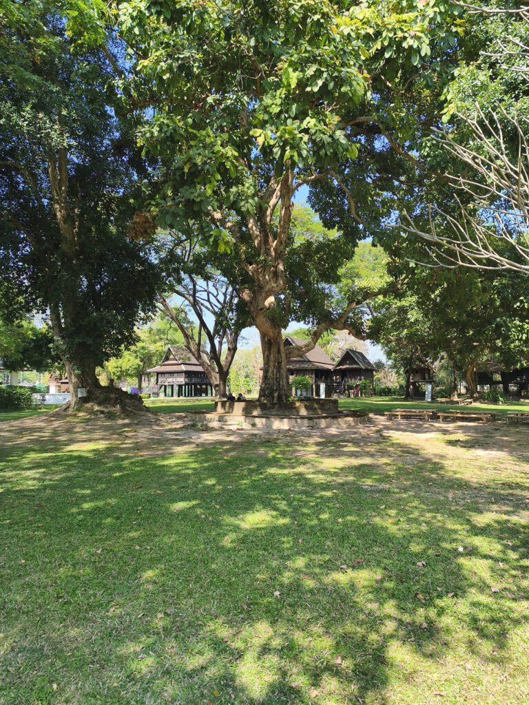 Grassy area with tree and benches