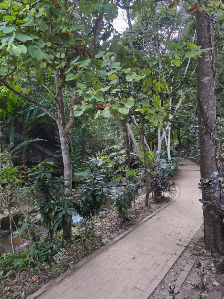 Path through woods near Wat Pha Lat