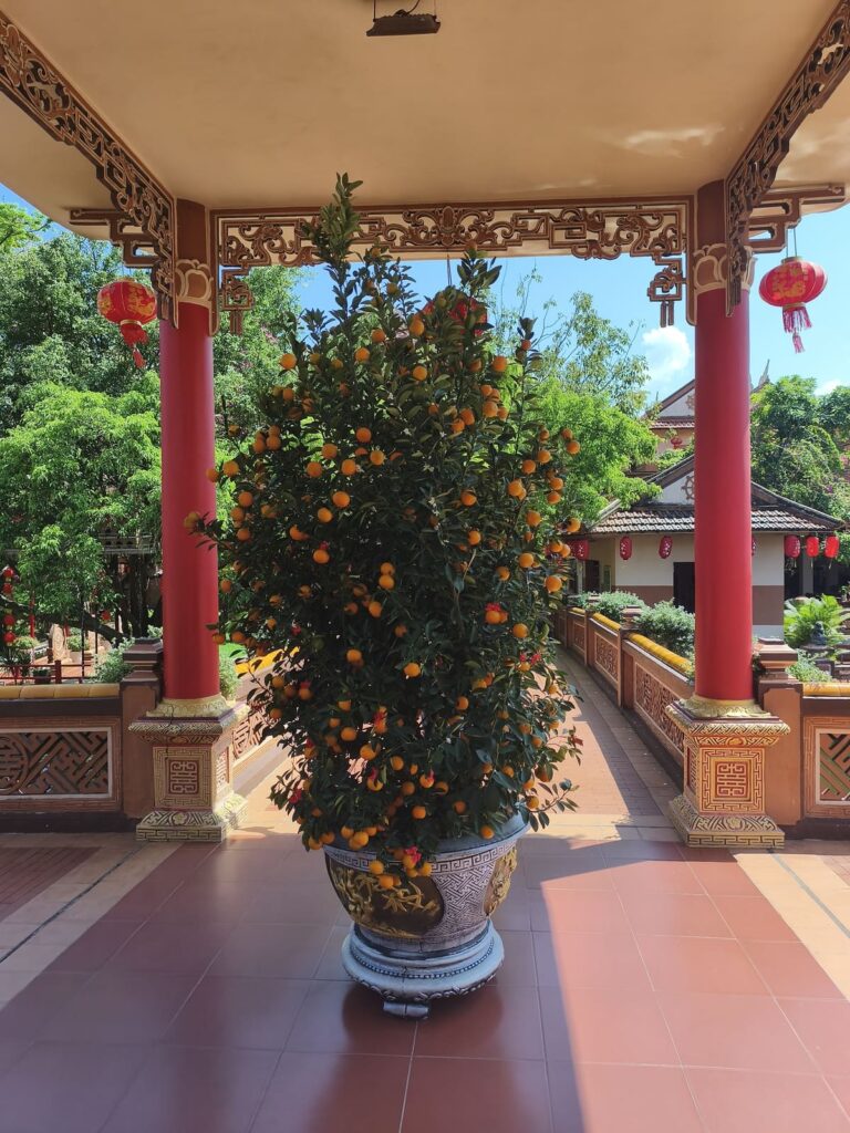 Orange Tree