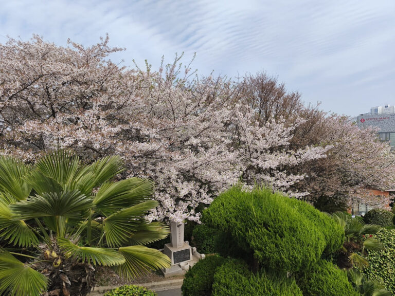 Cherry Blossoms in Busan