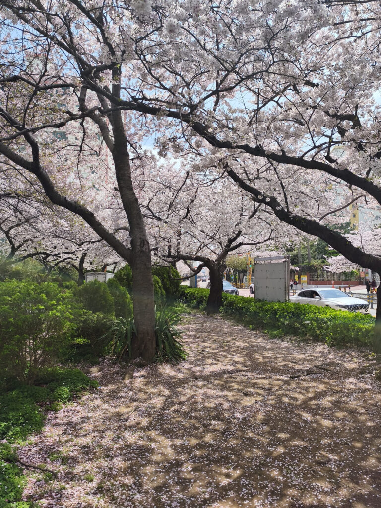 Cherry Blossoms near Gwangili Beach