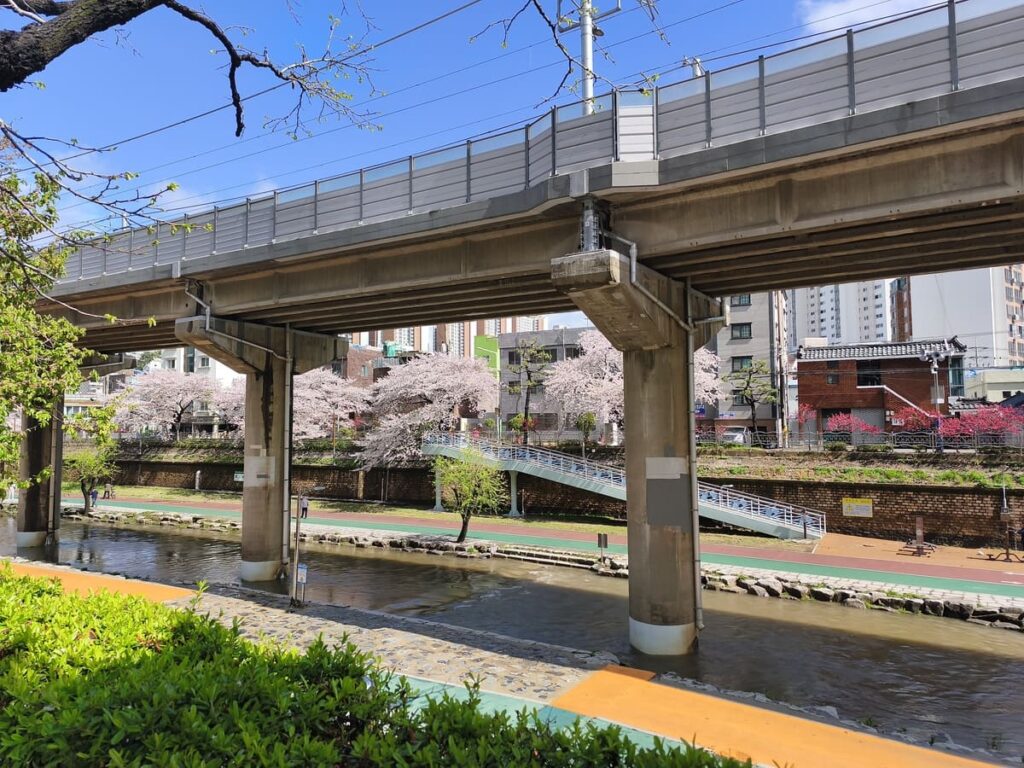 Cherry blossom trees along a stream with train above