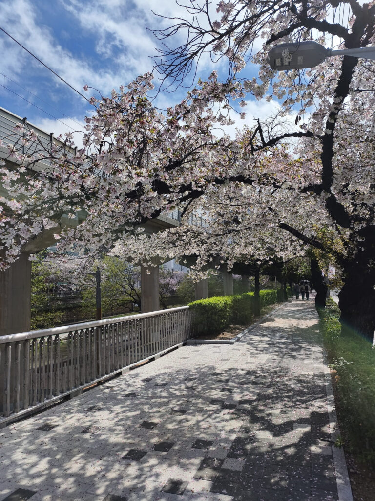 Cherry Blossoms along river