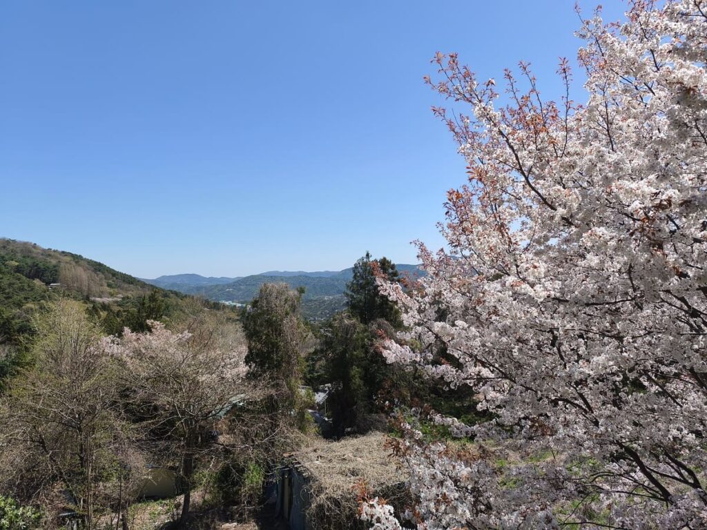 Cherry Blossoms on way to Bemeosa Temple