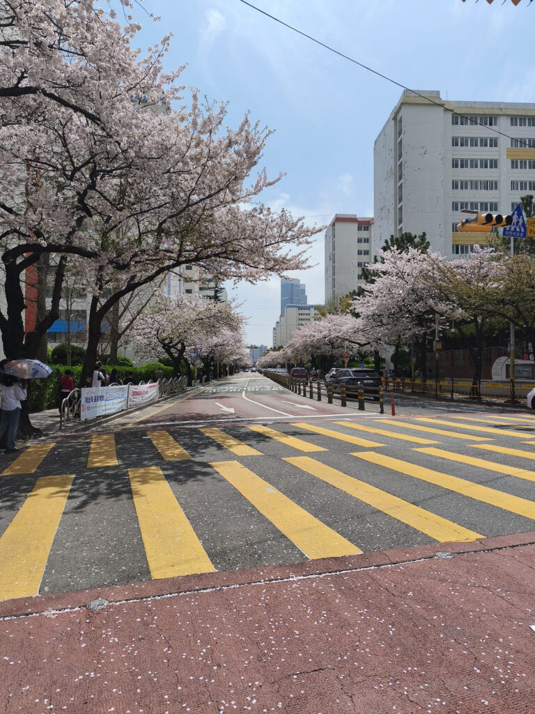 Street lined with cherry trees