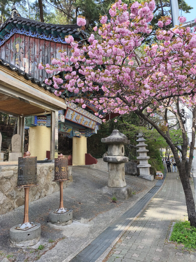 Tree with pink blossoms
