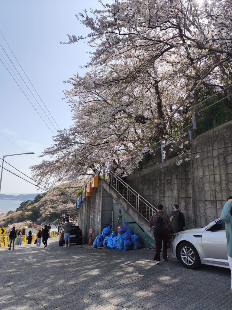 Trees with white blossoms next to trash bags